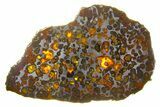 Polished Sericho Pallasite Meteorite ( g) Slice - Kenya #273228-2